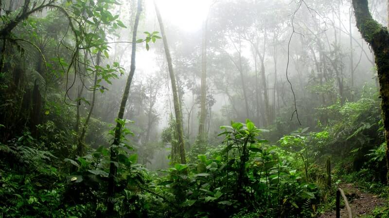Amazonas